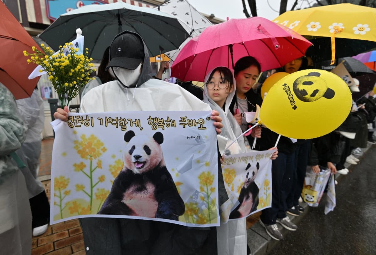 Surcoreanos se reunieron para despedirse de la panda Fu Bao