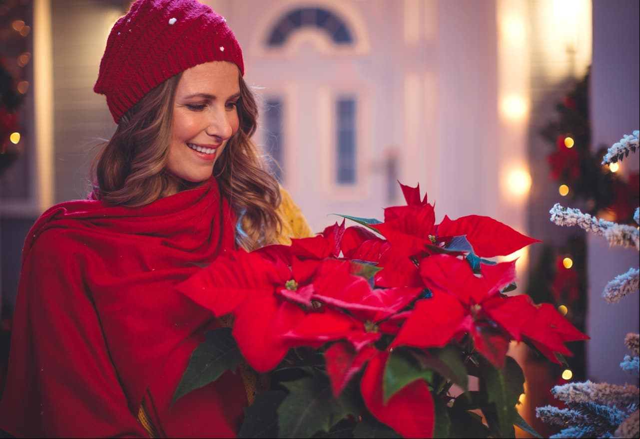 La flor de Nochebuena es uno de los símbolos más representativos de la Navidad, así que si ya tienes la tuya, aquí te damos algunos consejos para evitar que se marchite. ¡Checa la galería!