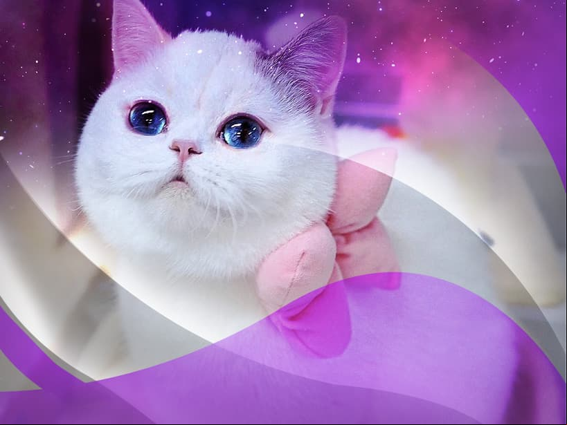 Tauro, el gato ragdoll es tan bello como tú, sus ojos impresionantes resaltan su grandeza y fuerza. Es cariñoso y tierno como un peluche. Además es muy tranquilo.