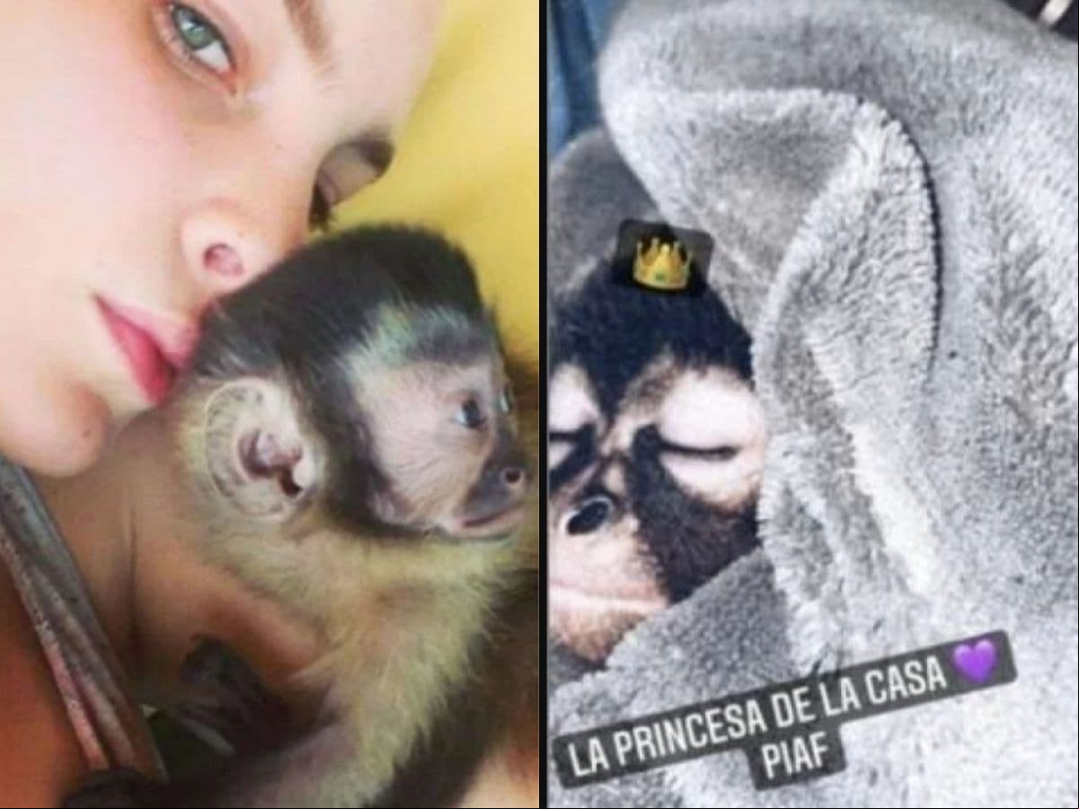 Belinda presume a Piaf, su mono araña