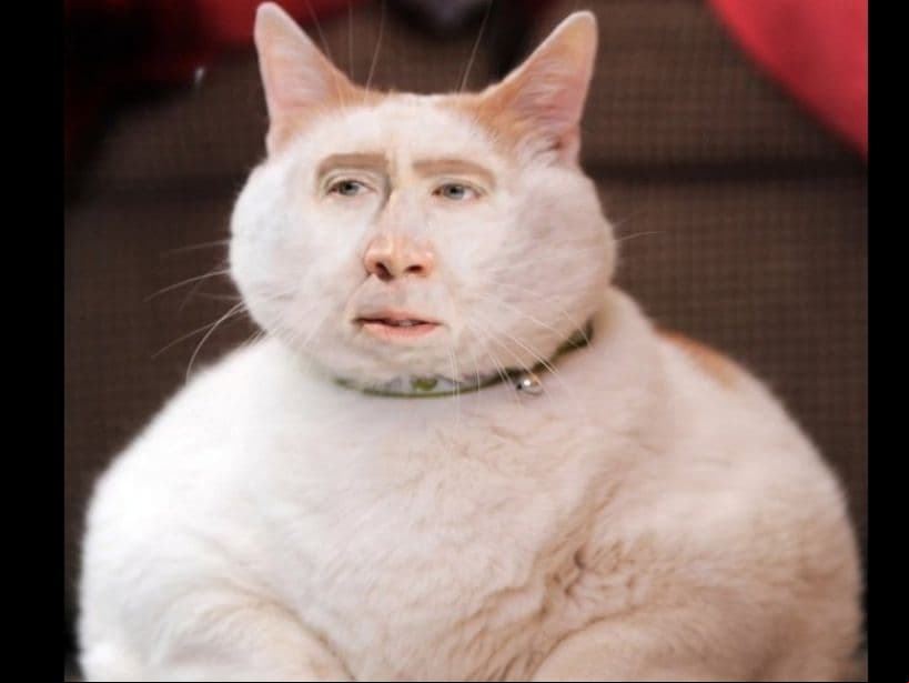Algunos compararon a los felinos con memes de Nicolas Cage.