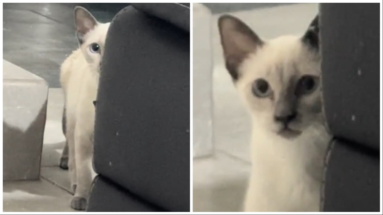 Gatita causa terror en TikTok cuando le preguntan si sabe hablar: "Ya la descubrieron"