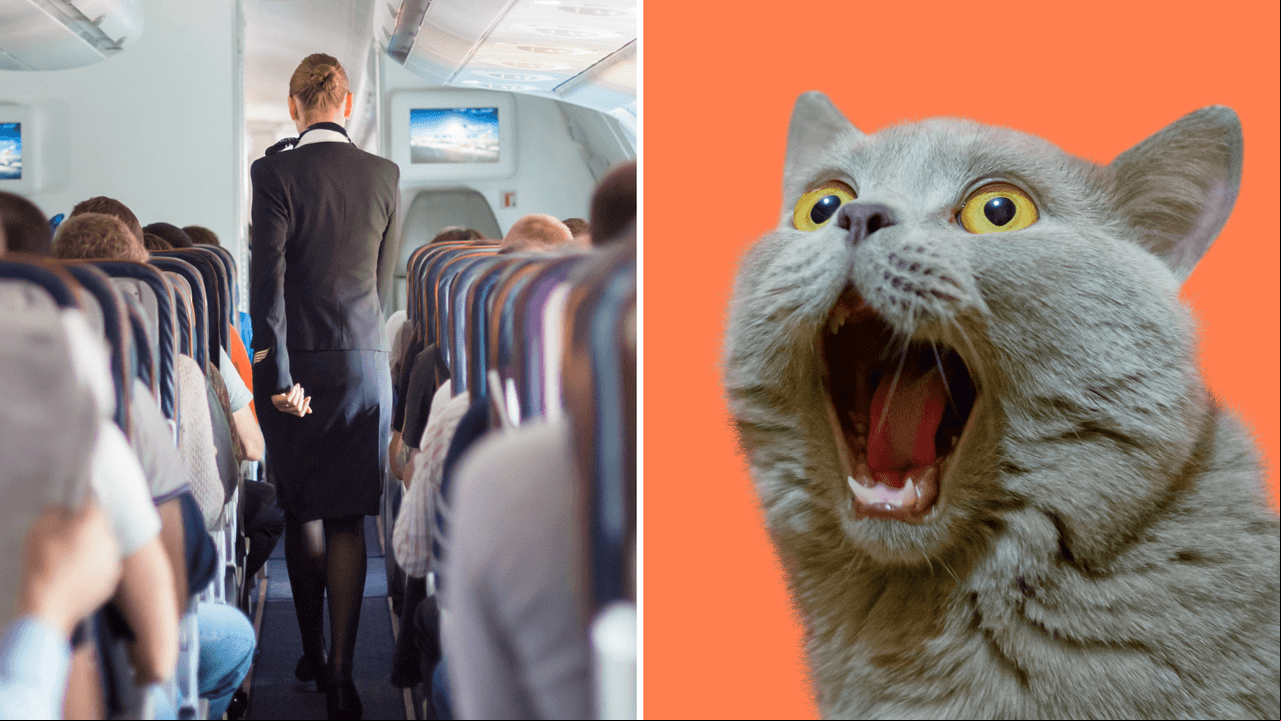 Las peores experiencias en un avión: internautas contaron sus momentos más aterradores y extraños