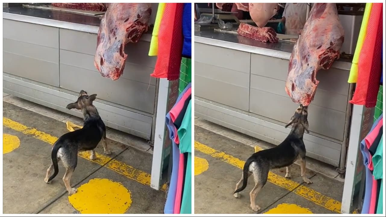 Perrito ladrón asalta carnicería y nadie se da cuenta: su "crímen" se hace viral