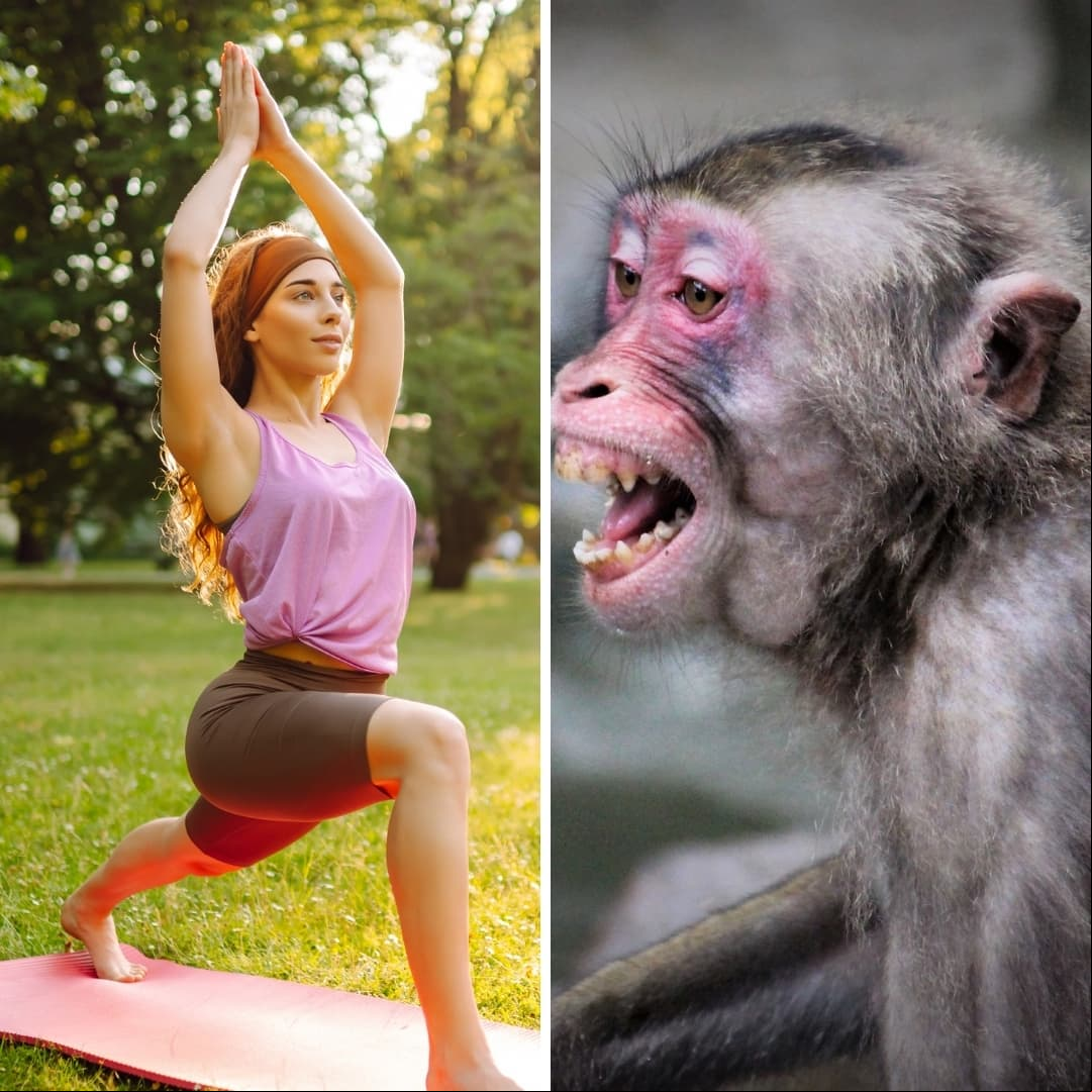 Joven intenta hacer yoga en la naturaleza ¡y unos monitos no la dejan! El divertido video