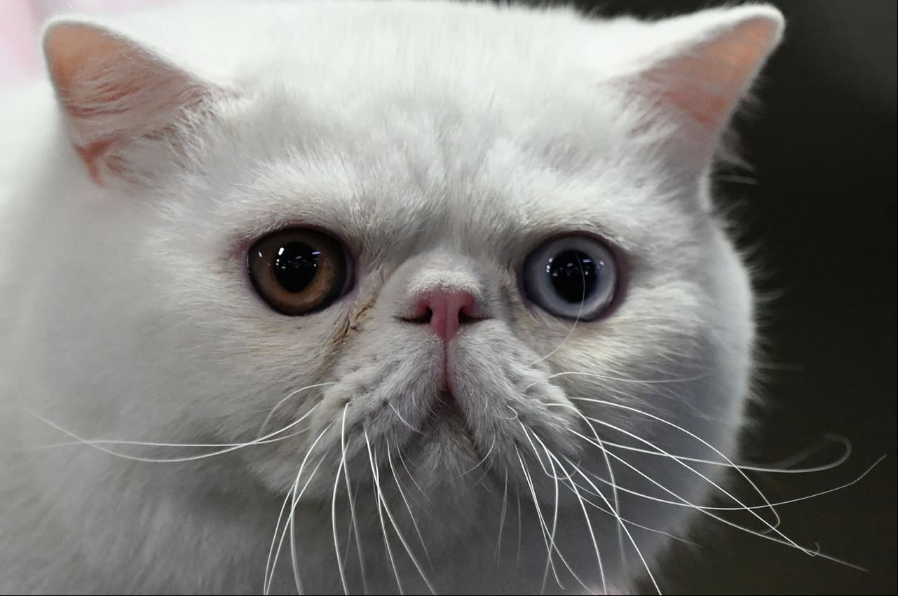 ¿Huele a gato?