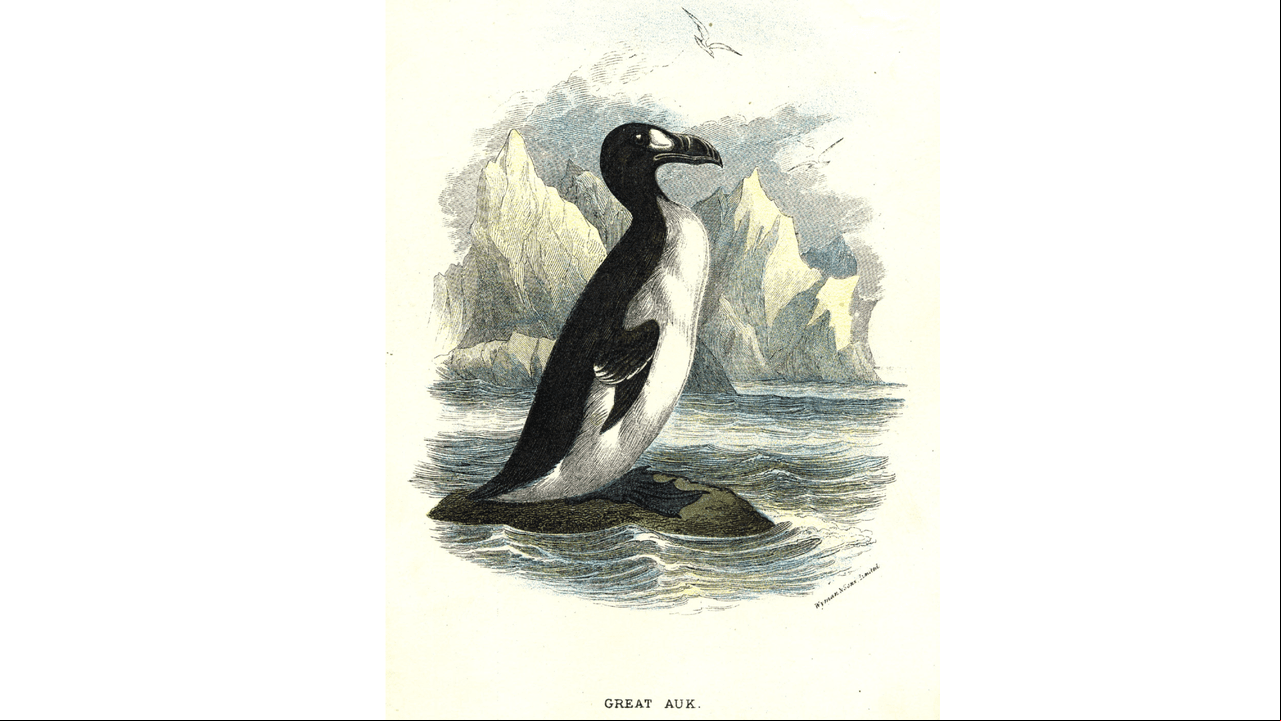 Así eran las alcas gigantes, los 'pingüinos originales'.