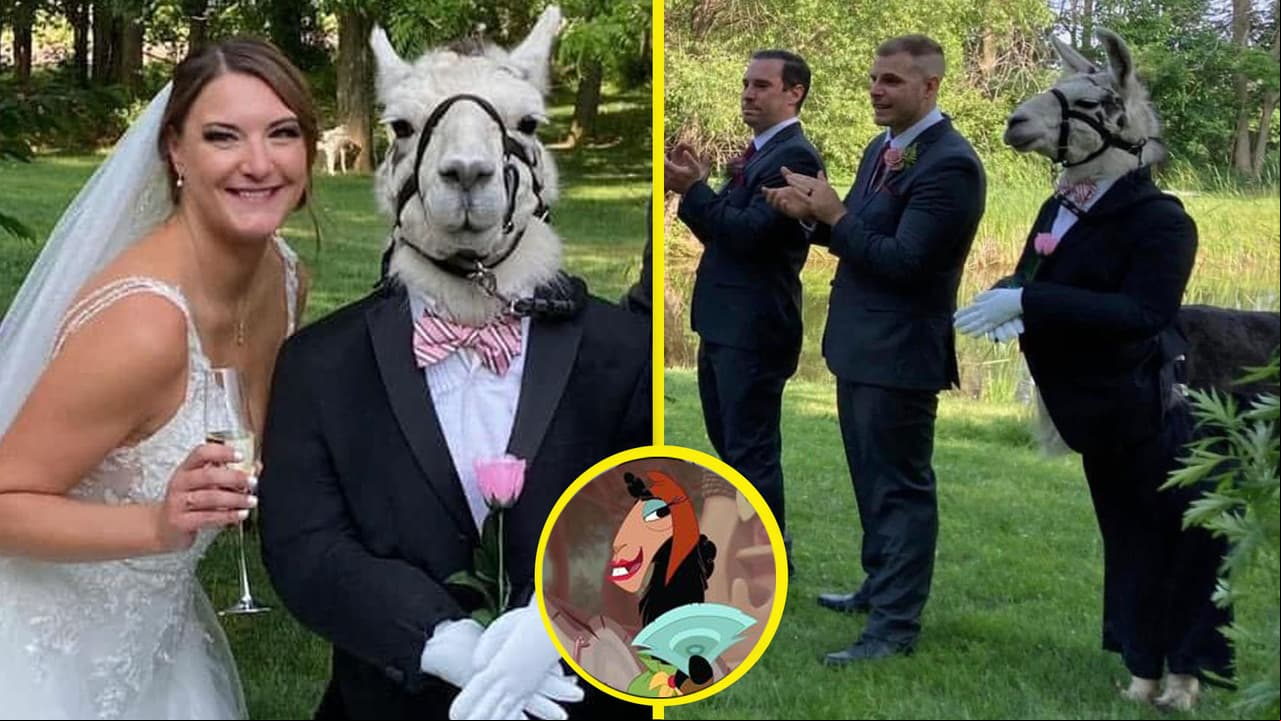 ¿Se casó con una llama? Novia posa en boda con un animalito en traje que robó la atención de todos