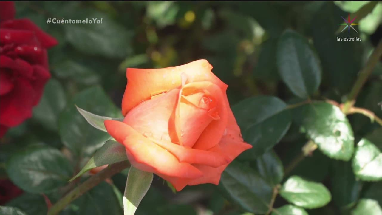Estas son las flores que pueden mover energías para conseguir tus propósitos. ¡Conócelas!