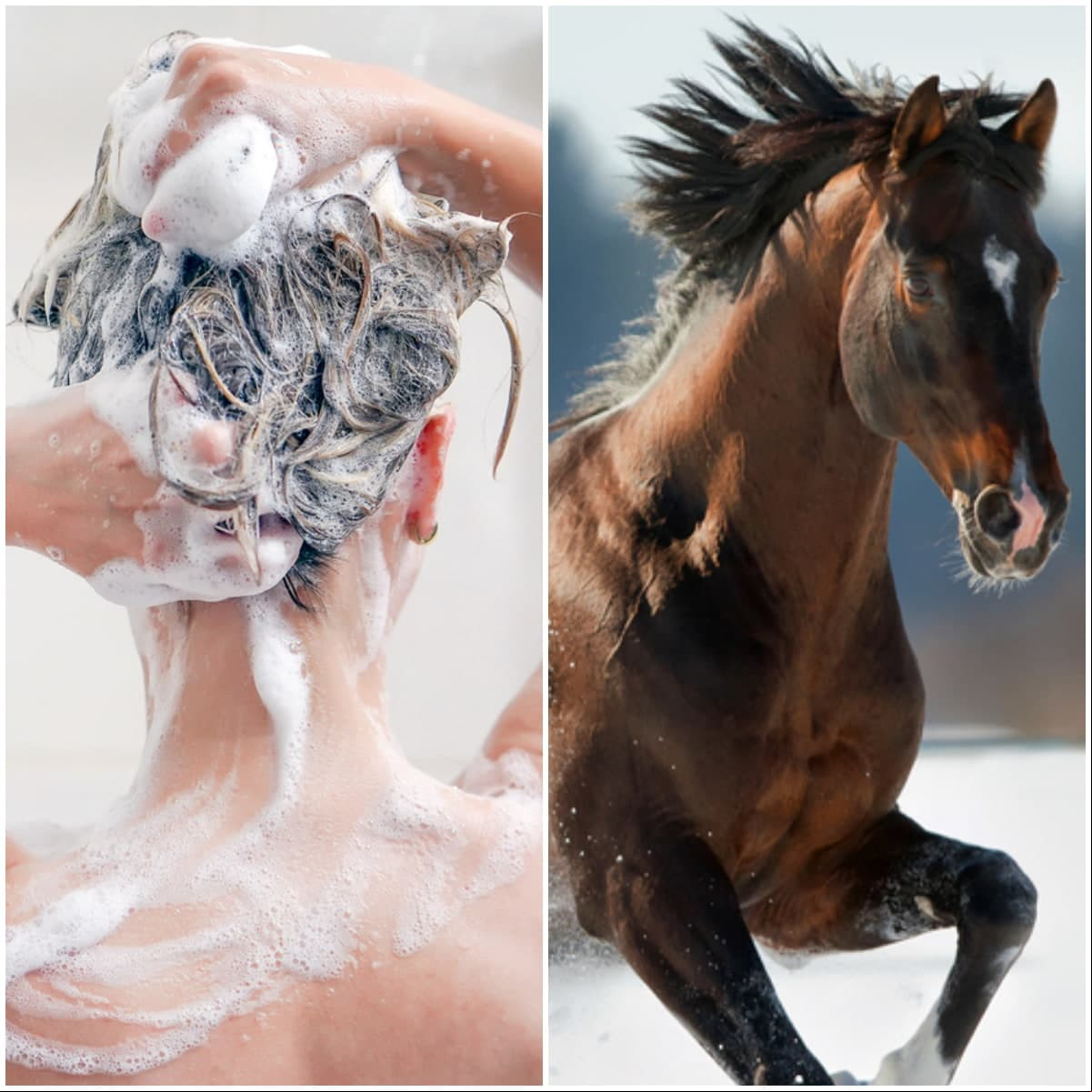 Shampoo de caballo