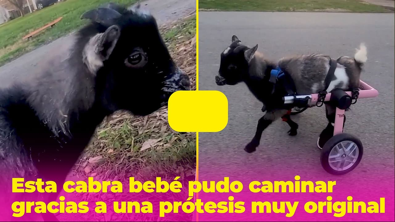 Esta cabra bebé pudo volver a caminar gracias al ingenio de sus cuidadores: su historia te conmoverá