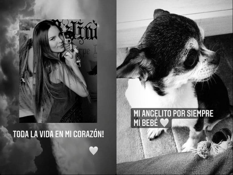 Belinda compartió fotografías de su perrito Gizmo en redes sociales