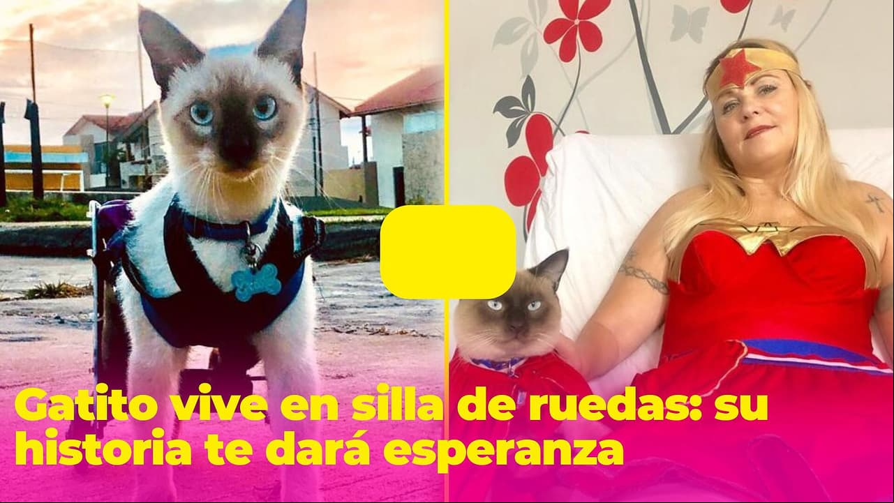 Este gatito vive en silla de ruedas, pero su historia te dará esperanza