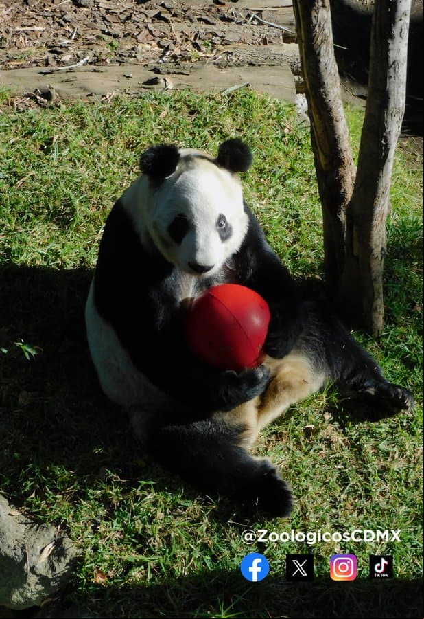 Xin Xin en el Zoológico de Chapultepec, en la Ciudad de México