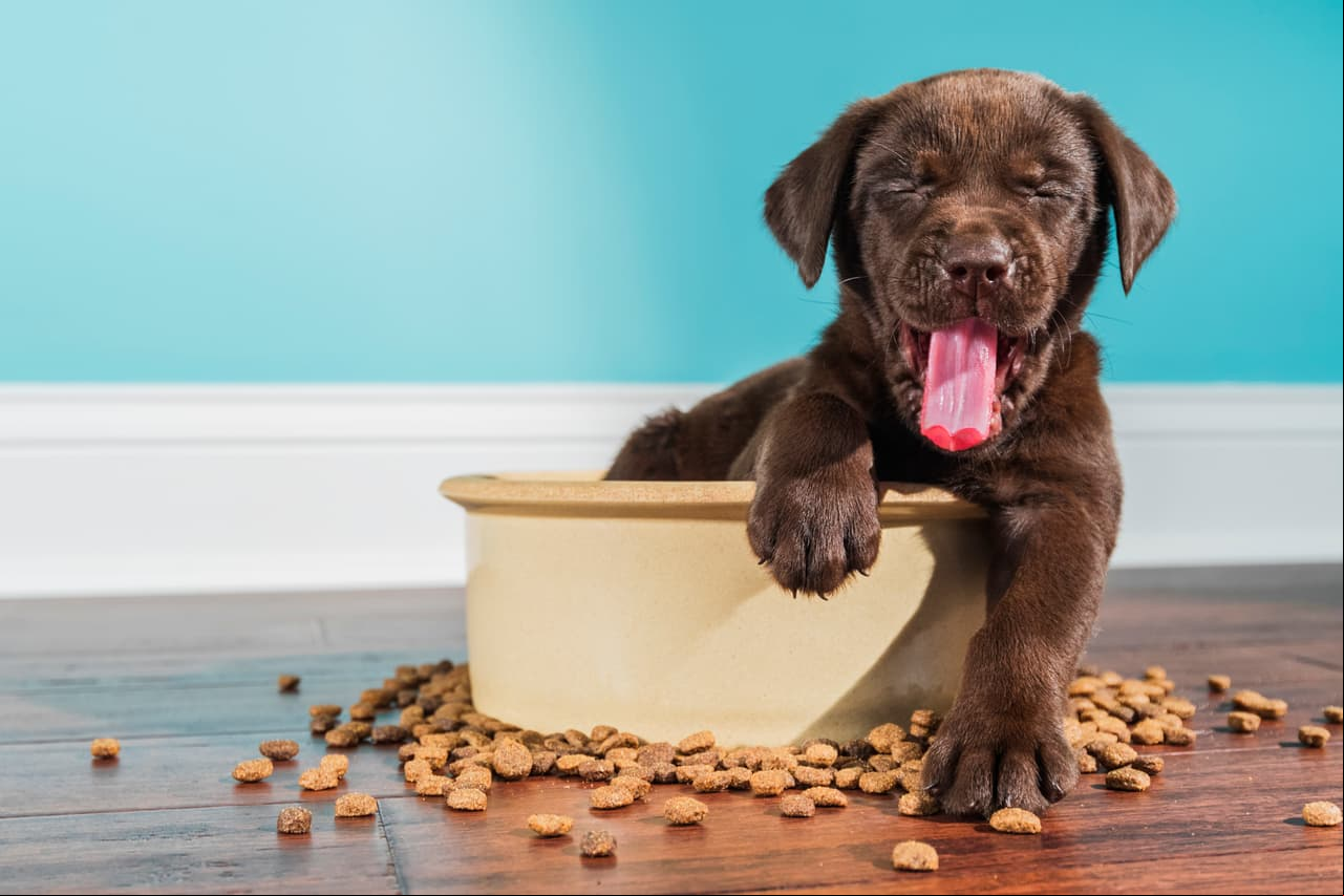 De acuerdo con una investigación realizada por el psicólogo Harnold Herzong, de la Universidad de West Carolina, estas son las razones por las que debería haber un perro en casa: