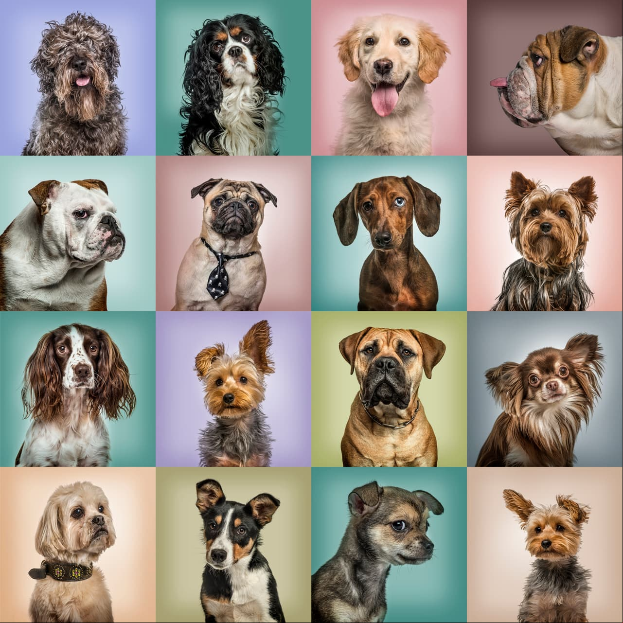 El mejor perro que puedes tener según tu horóscopo