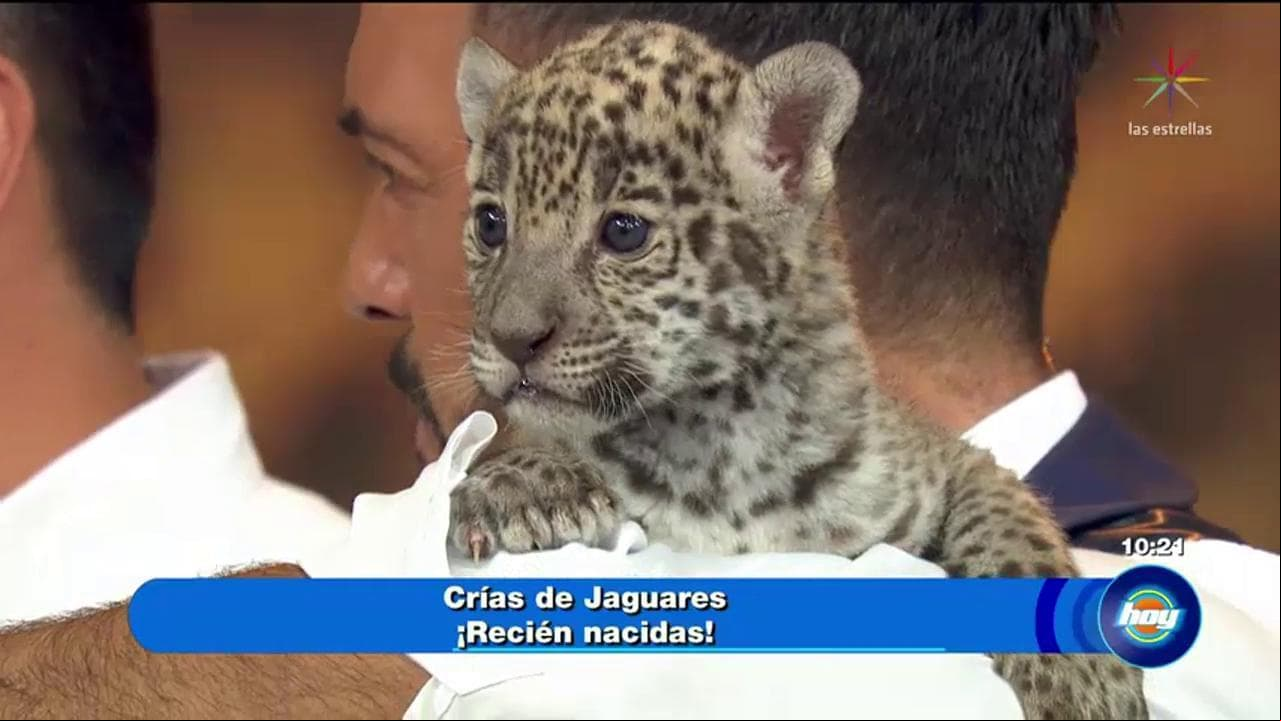Ayuda a la preservación de especies en peligro de extinción
