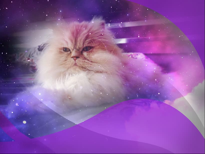 El gato persa es tan presumido como tú Leo. Disfruta los elogios y los mimos como ningún otro. No tiene ningún problema por ser tratado como un rey y permanecer recostado todo el día.