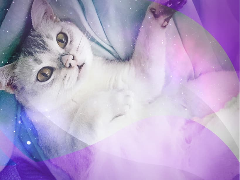 Cáncer, el burmilla es igual de afectuoso y sociable que tú. Es un gato muy hogareño, capaz de convivir y repartir amor para toda la familia.