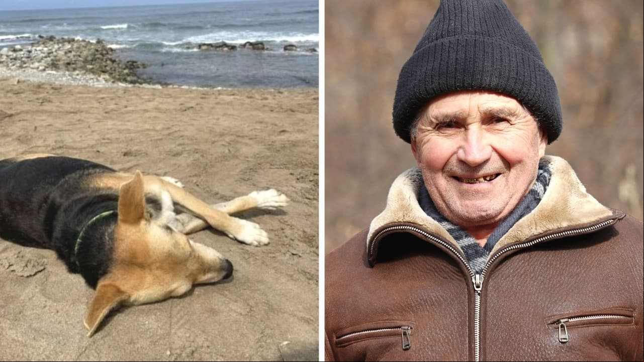 Perrito pasa sus días esperando en la playa a su dueño fallecido: su triste historia te hará llorar