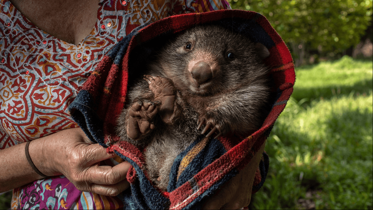 Wombat