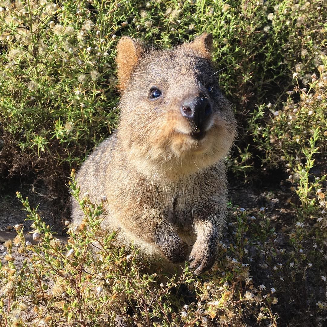 Conoce al quokka, el 'animal más feliz del mundo' en peligro de extinción