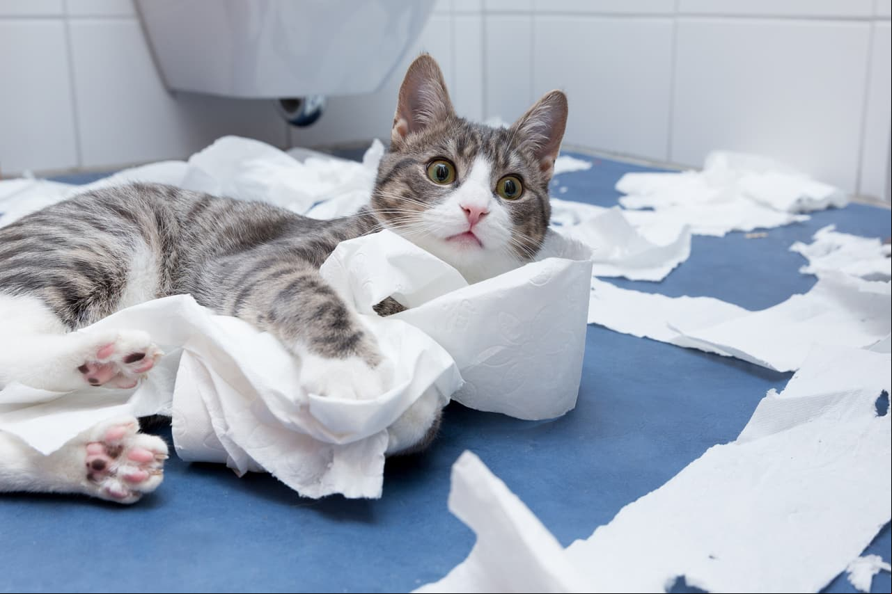 ¿Qué tienen los videos de gatos que resultan un éxito en Internet?