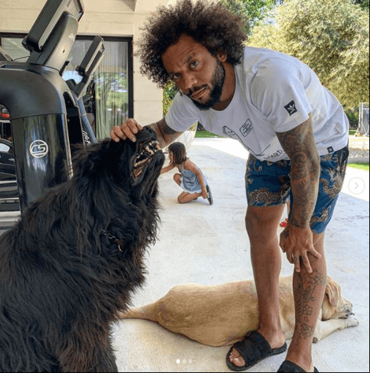 Marcelo tiene tres perros.