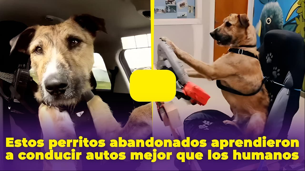 Estos perritos callejeros conducen mejor que algunas personas: pasaron del abandono a ser estrellas